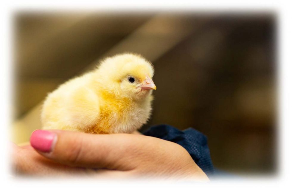 Aussie Chickens Golden Farms